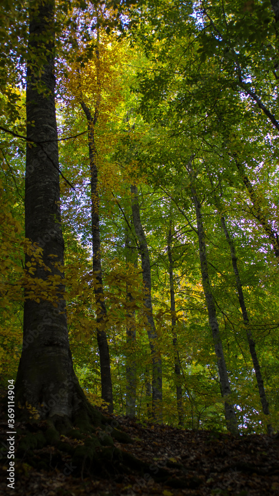 Obraz premium Tall trees low angle view luminous