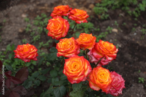 orange and yellow roses in the garden