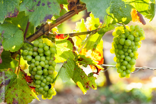 Wallpaper Mural Autumn, harvest season in France, Champagne region. Delicious grapes in the vineyard, almost ready for wine production. Bright colors, beautiful evening sunset light. Close up. Torontodigital.ca