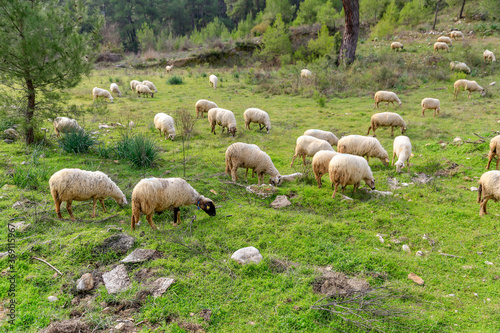A flock of sheep grazing in turkey