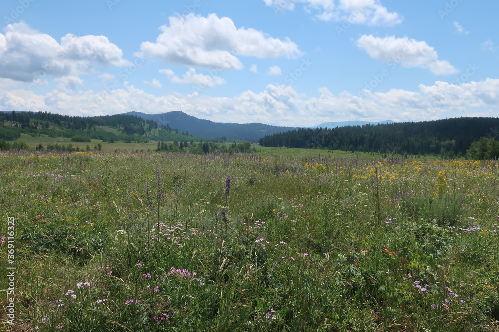 Meadow full of grass and wildflowers Meadow full of grass and wildflowers