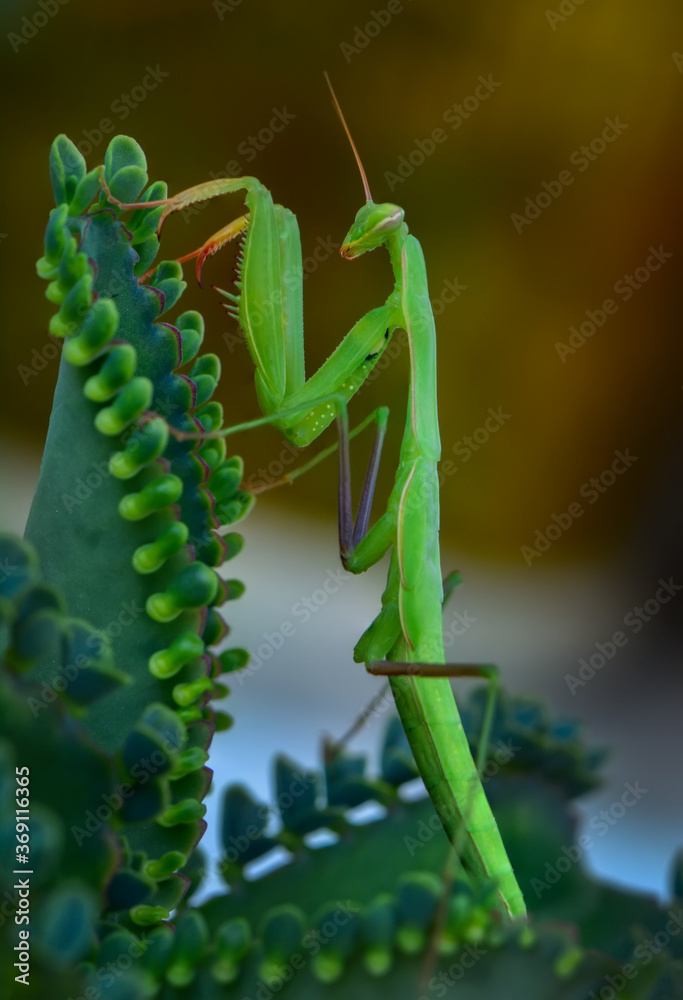 Naklejka premium Close up of pair of Beautiful European mantis ( Mantis religiosa )