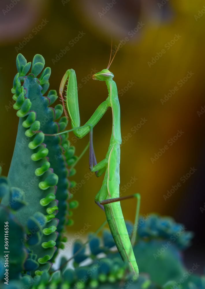 Naklejka premium Close up of pair of Beautiful European mantis ( Mantis religiosa )
