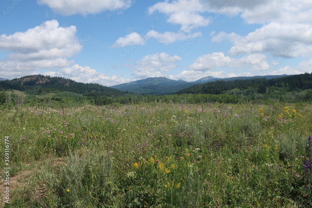 Fototapeta premium Meadow full of grass and wildflowers