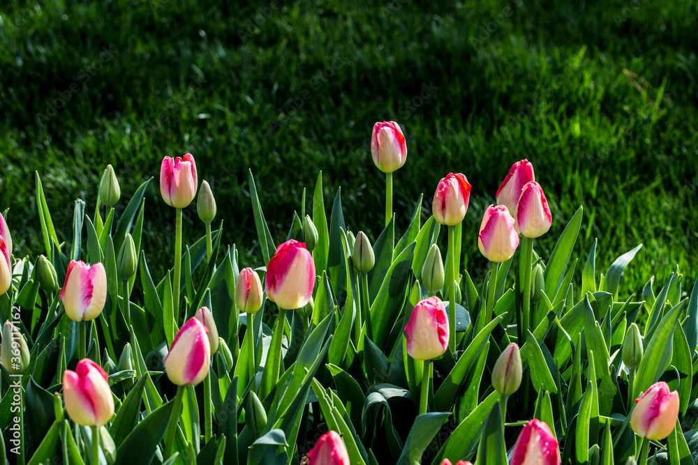 Crimson with white tulips on a blurring vegetable background. A spring background with the growing tulips a close up horizontally. Tulipa. Liliaceae Family. Copy space