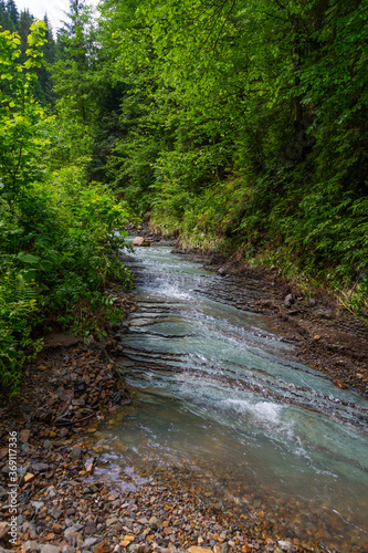 mountain stream in green forest