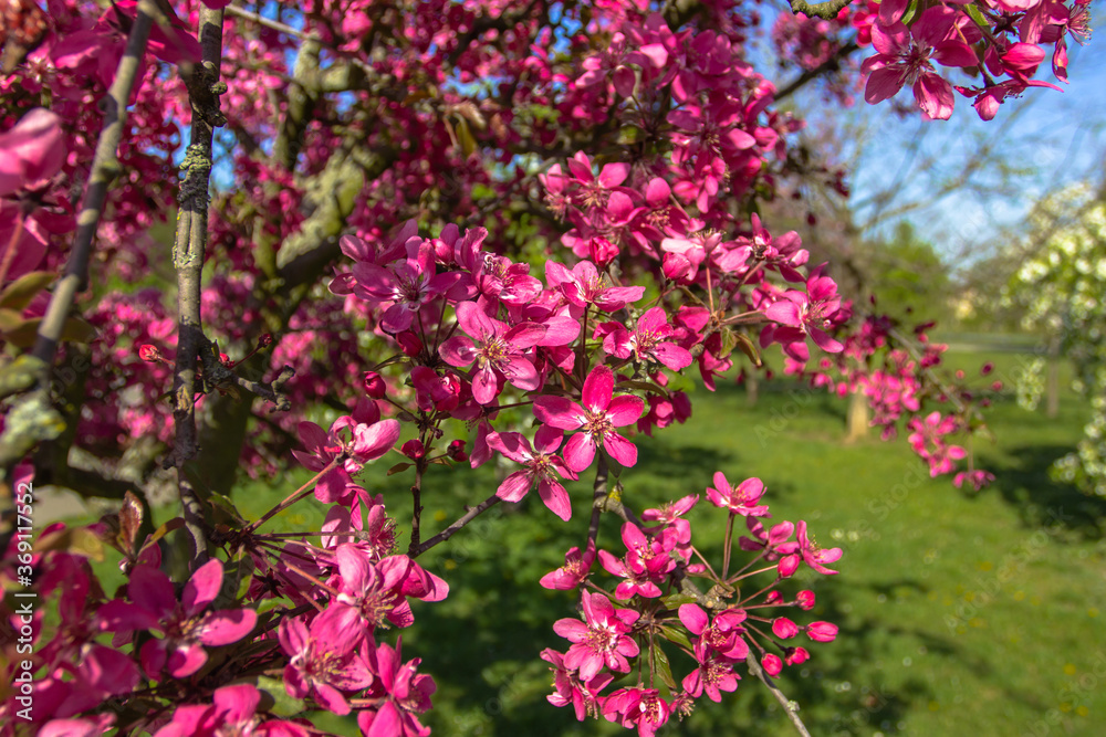 Cherry tree with blossoms in full bloom.Natural decoration. Pink blossoms during springtime. Sweet-smelling spring flowers in a park. Close up nature selective focus