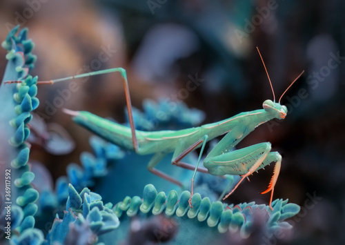 Bild auf Leinwand Close up of pair of Beautiful European mantis ( Mantis religiosa )