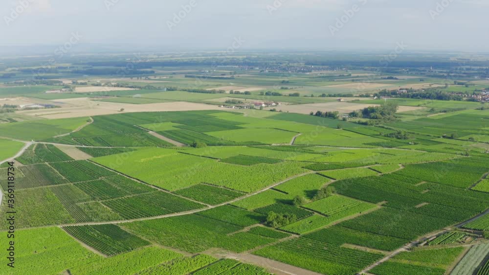 Aerial view of vineyards near Colmar in Alsace France Aerial view of vineyards near Colmar in Alsace France