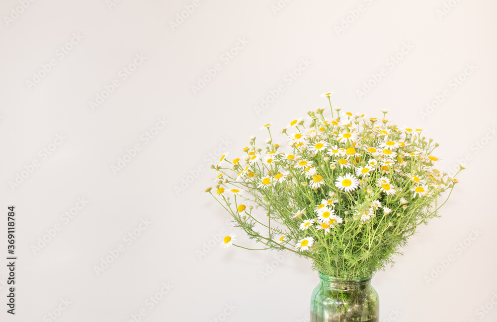  Chamomile large bouquet in a transparent vase closeup with copy space for text. Natural cosmetics on a camomile basis for young and mature skin. Healthy skin concept