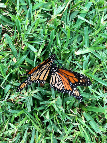 Monarchs mating photo