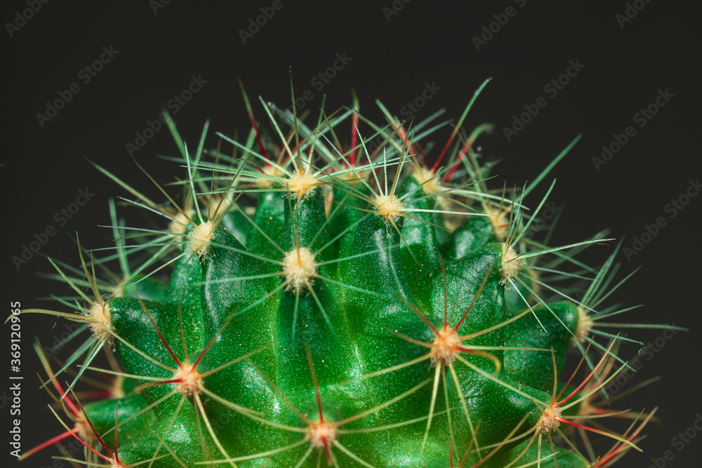 green cactus with sharp needles, close-up, side view green cactus with sharp needles, close-up, side view