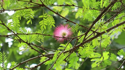 pink brush flower in the garden