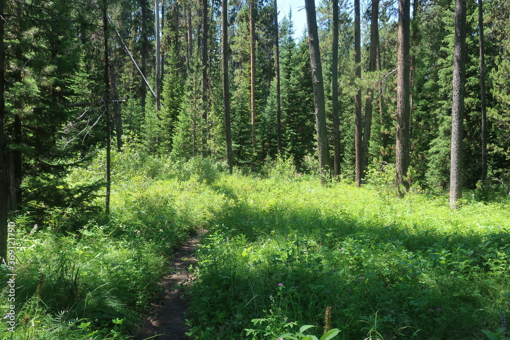 Obraz premium Trees in an overgrown forest path