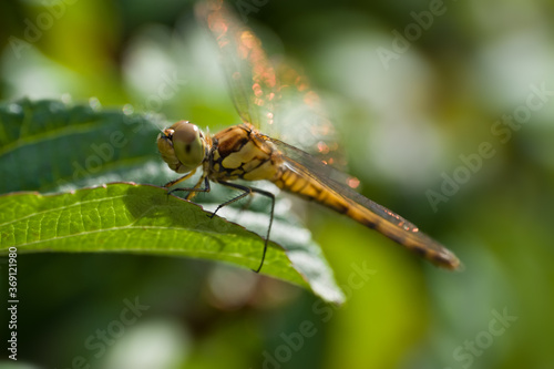 Macro photo of Orthetrum cancellatum or Black-tailed skimmer dragonfly or perched on a leaf. Orange glare on the wings of the sun © Henk Vrieselaar