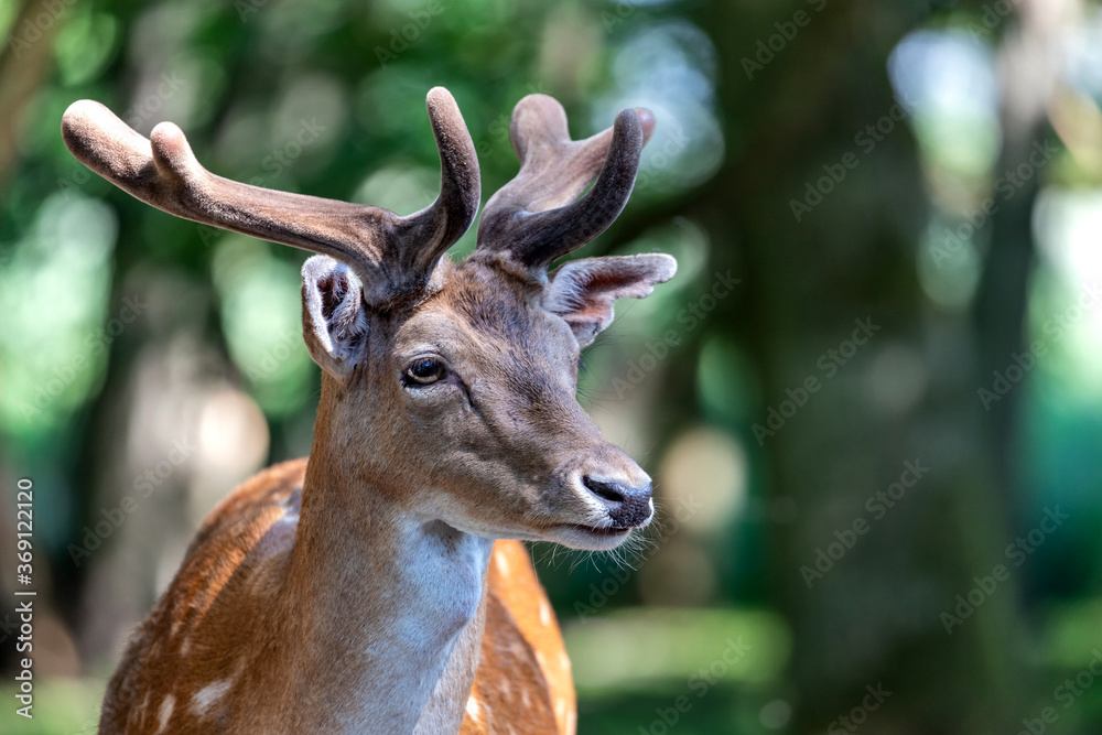 portrait of a fallow deer in forest portrait of a fallow deer in forest