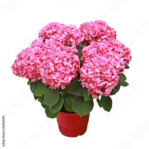 Hortensia rose en pot 