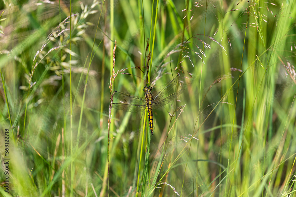 female black-tailed skimmer (Orthetrum cancellatum) female black-tailed skimmer (Orthetrum cancellatum)