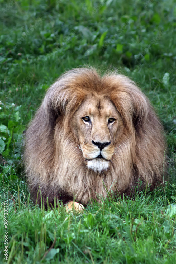 Portrait of huge beautiful male African lion against black background Portrait of huge beautiful male African lion against black background