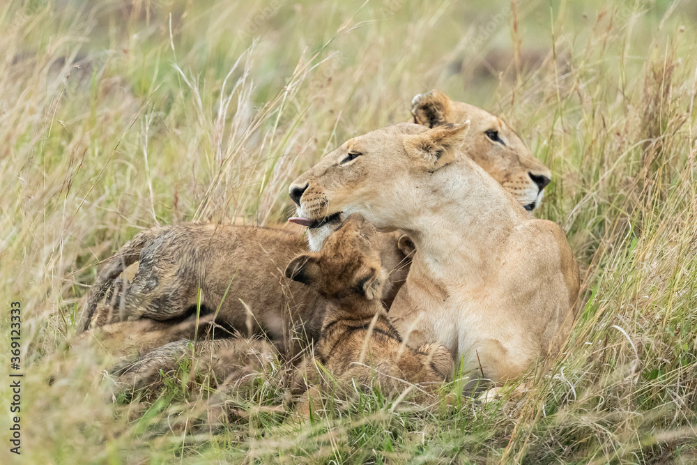 Lioness playing with her cubs Lioness playing with her cubs