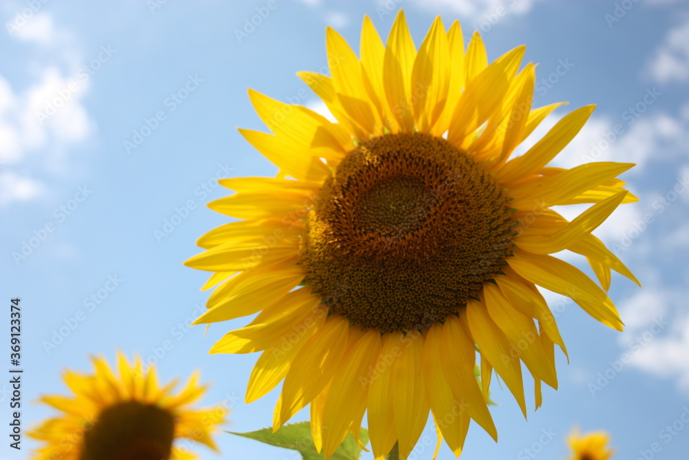 a single botanical specimen of sunflower plant against the blue sky clouds a single botanical specimen of sunflower plant against the blue sky clouds