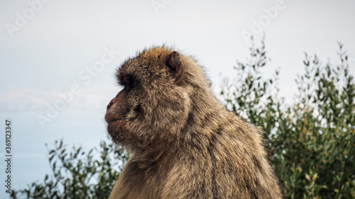 Fotografía Gibraltar is a British Overseas Territory and headland, on Spain's south coast