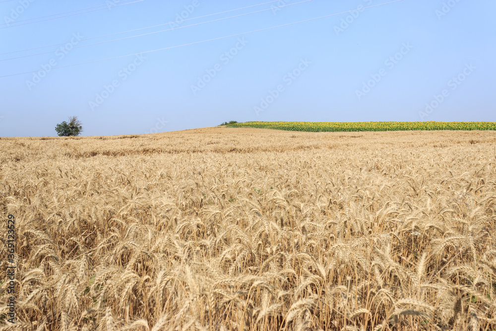 Wheat field and tree with blue sky landcape. Wide golden agricultural area. 