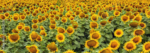 Panorama Field of yellow sunflowers in the summer against the blue sky