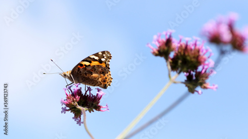 Painted lady butterfly on flower photo