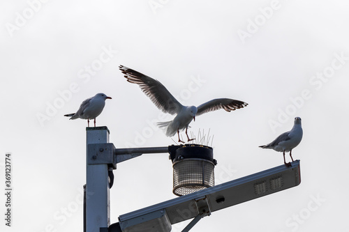 Birds on anti bird spikes