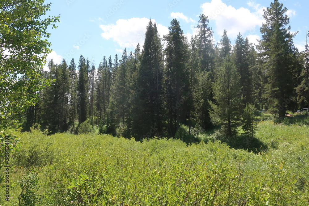 Fototapeta premium Trees in a meadow