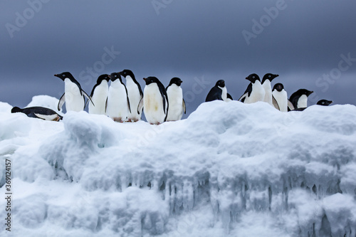 A Group of Penguins About to Enter the Sea