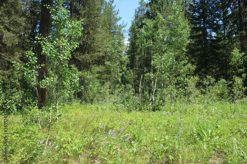 Thick forest and trees in Wyoming