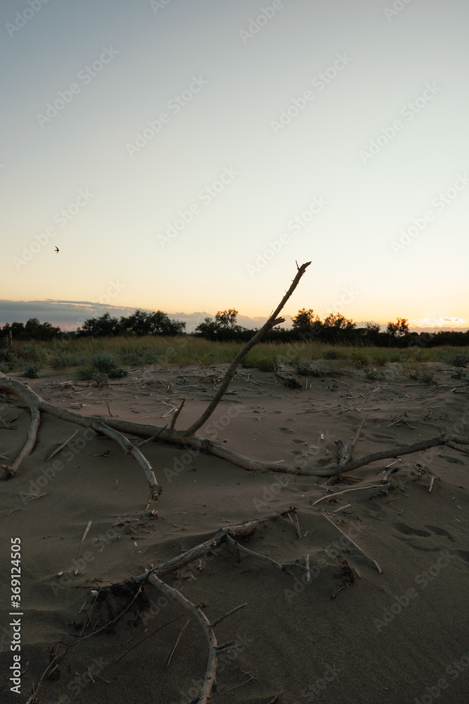Driftwood on sandy beach during sunset Driftwood on sandy beach during sunset