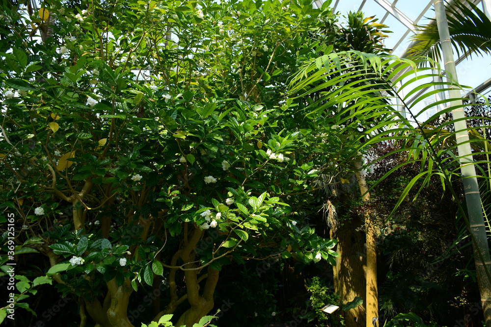 Fototapeta premium Brooklyn, NY, USA - June 27, 2019: Brooklyn Botanical Garden