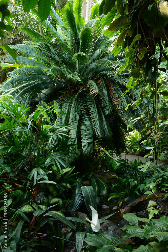 Fototapeta premium Brooklyn, NY, USA - June 27, 2019: Brooklyn Botanical Garden