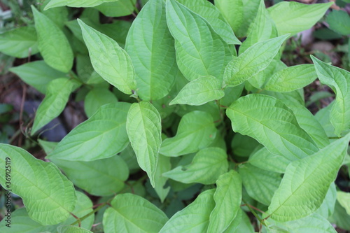 green leaves in the garden