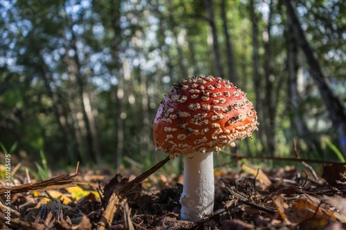 Magic mushroom or Amanita muscaria in the forest