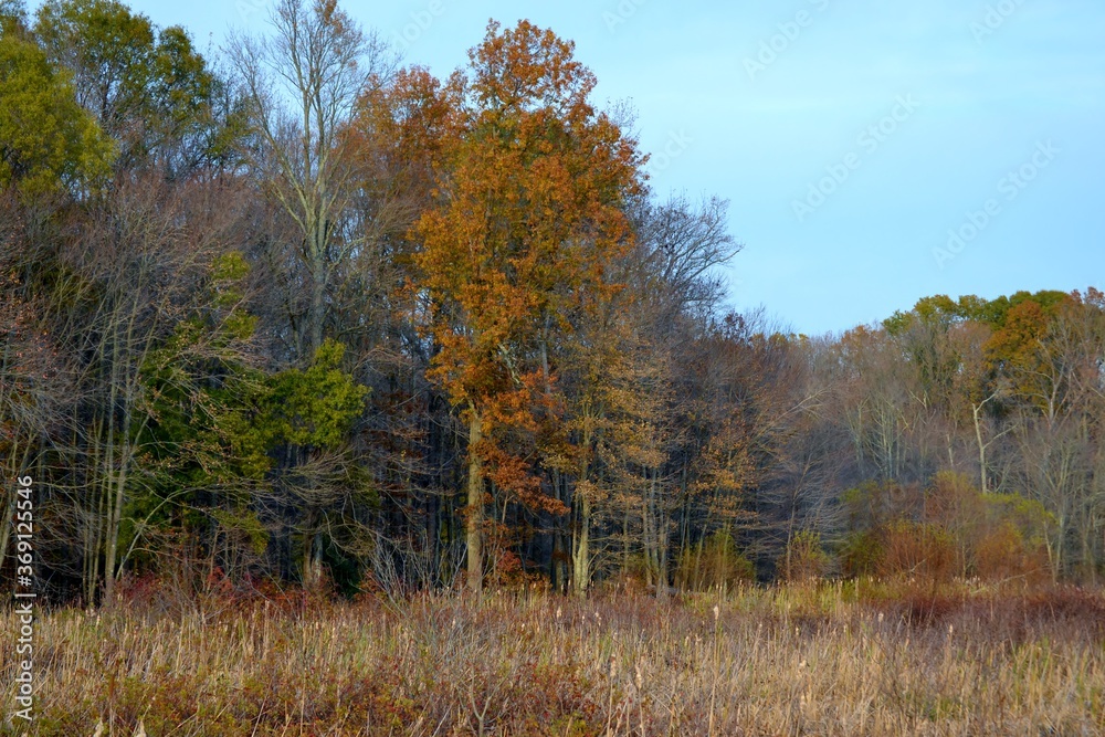 Autumn Trees