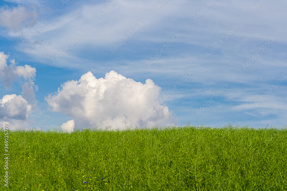 Beautiful green wheat field against the blue sky with clouds. Nature desktop wallpaper. Cultivation of cereal seeds, grain of agricultural crops. Spring, sunny landscape in Belarus. Beautiful green wheat field against the blue sky with clouds. Nature desktop wallpaper. Cultivation of cereal seeds, grain of agricultural crops. Spring, sunny landscape in Belarus.