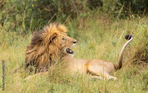 Grumpy Male Lion
