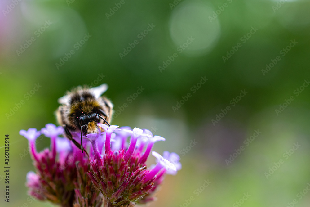 Biene in Blüte