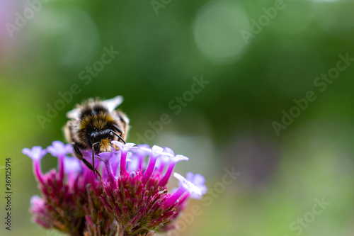 Biene in Blüte © Kathrin