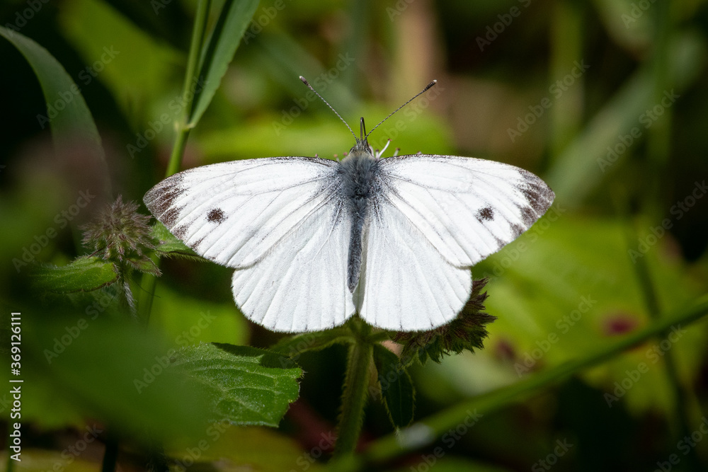 Green veined white butterfly, Pieris napi Green veined white butterfly, Pieris napi