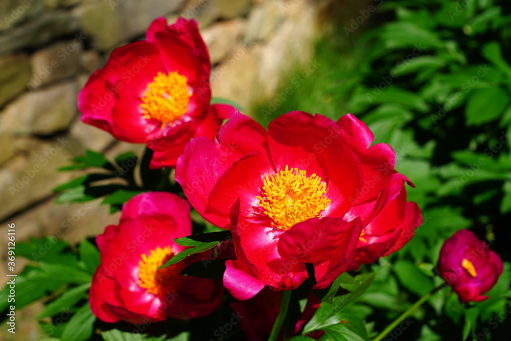 Dark red peony flower with yellow anthers in bloom Dark red peony flower with yellow anthers in bloom