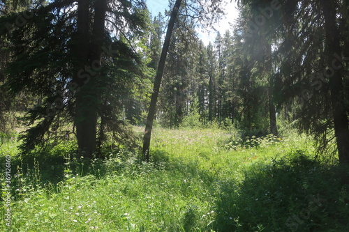 Thick forest and trees in Wyoming