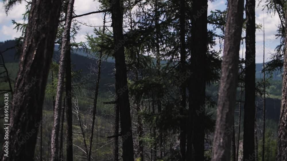 dense forest and mountains, clear weather dense forest and mountains, clear weather