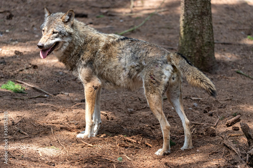 gray wolf  Canis lupus  in forest