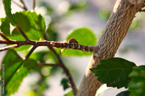Ladybug on the branch of a bush.