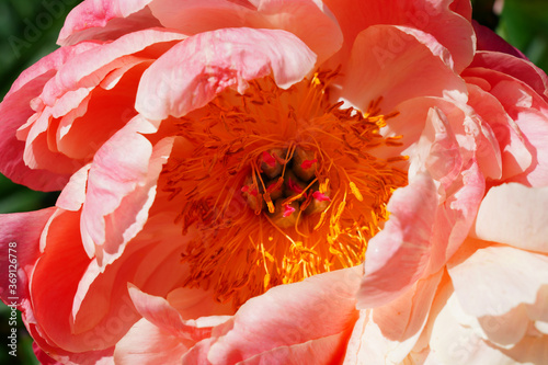 Coral pink herbaceous flower